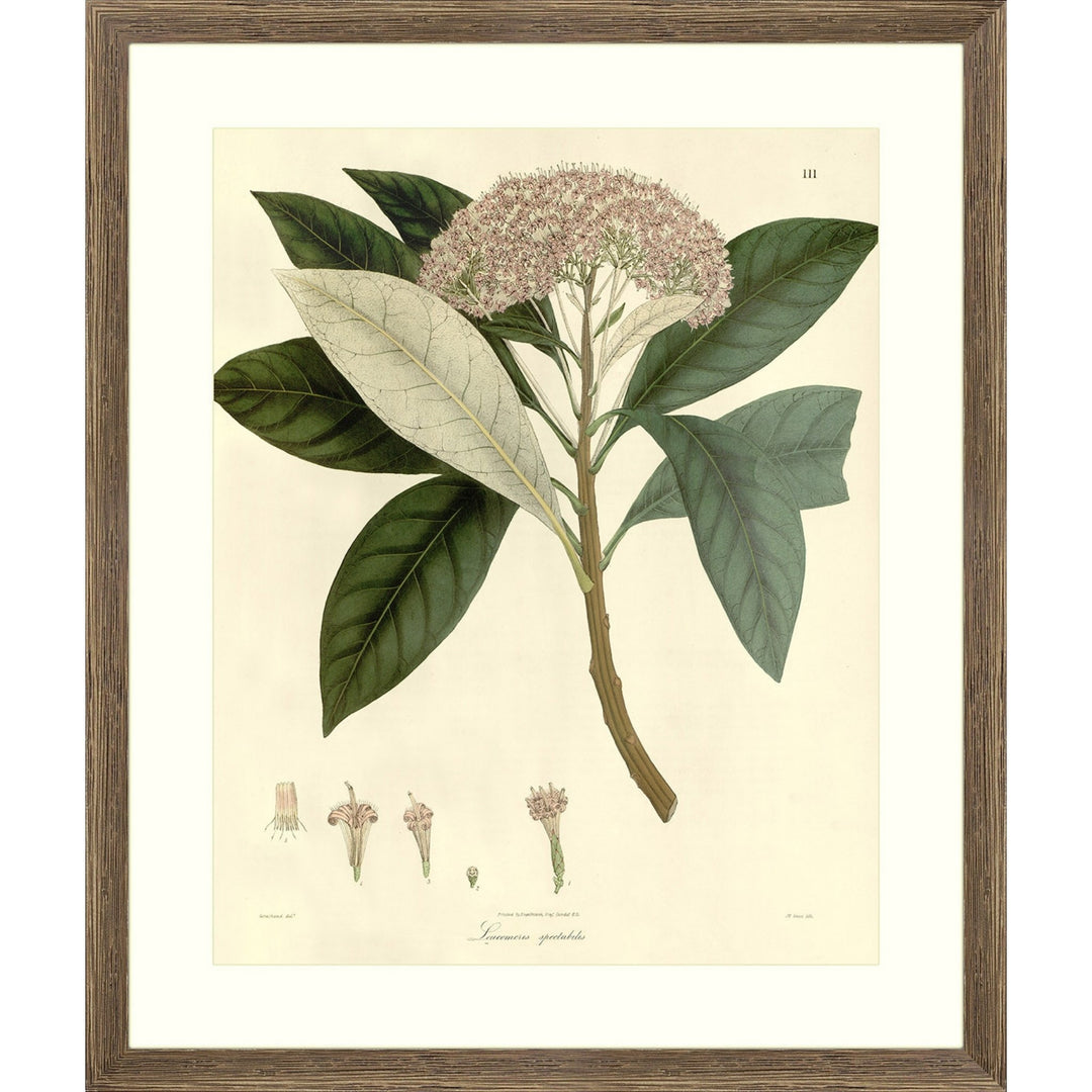 Vintage flower wall art.