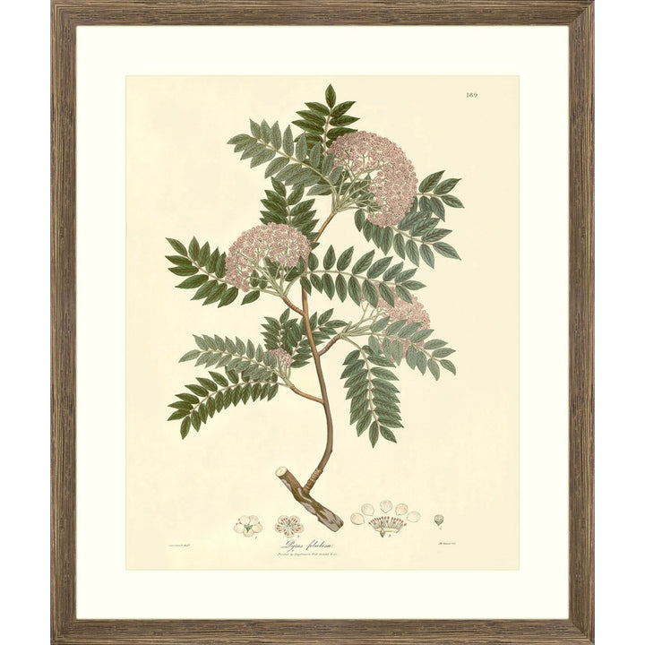 East Indian Plants