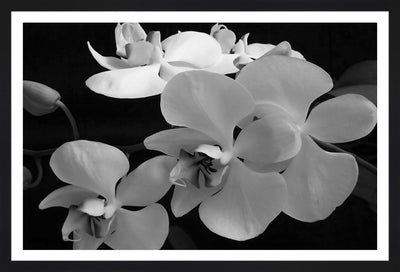 Black and white art with flowers.