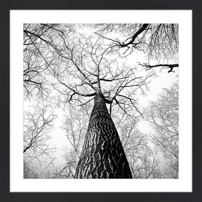 Tree photography wall art.