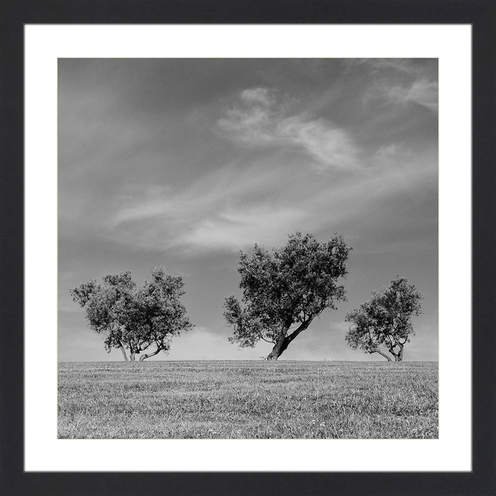 Three Trees