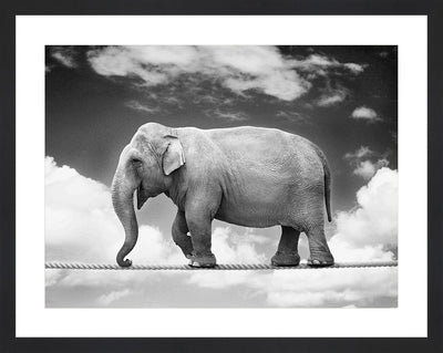 Elephant walking on tight rope wall art.