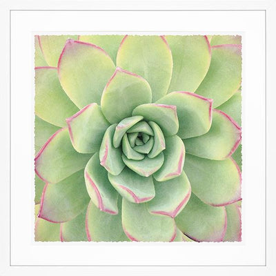 Botanical framed print picturing a green succulent